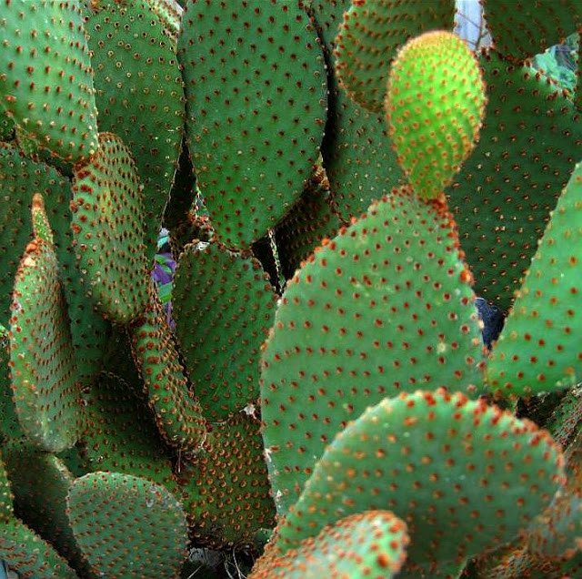 desert plants for home gardens