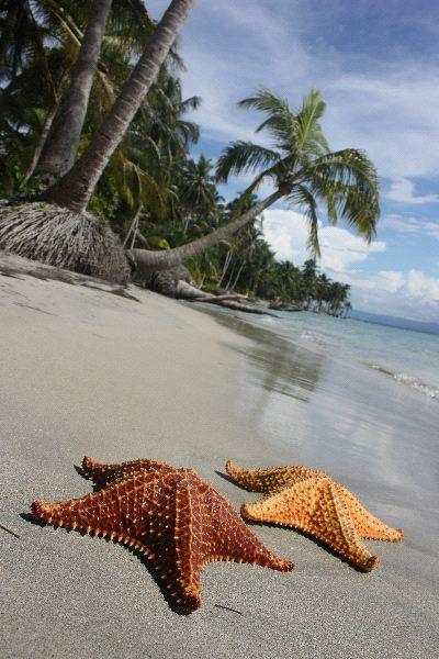 types of starfish