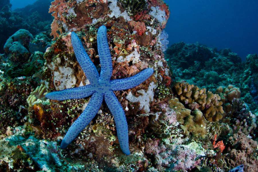 starfish names