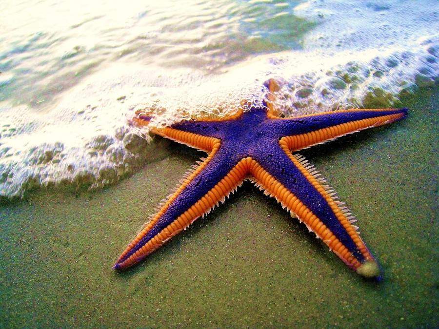prettiest starfish