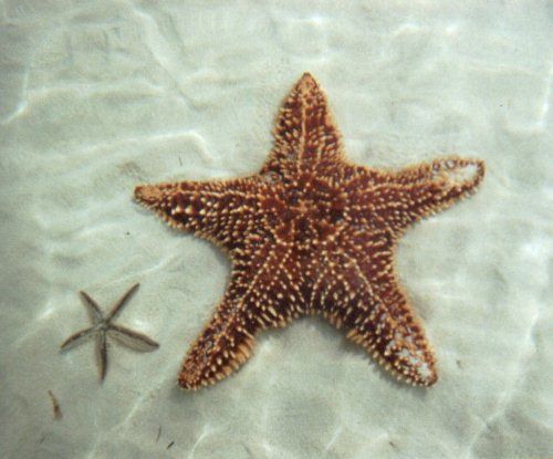 big starfish 