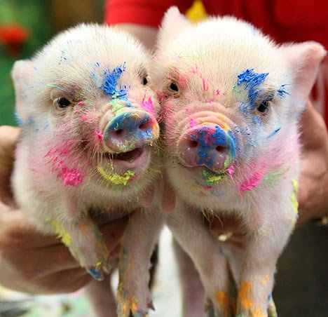 pigs that create art