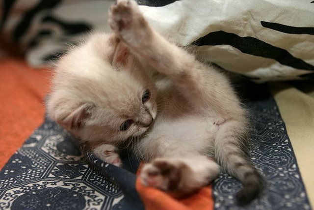 1637,xitefun-cute-little-kittens