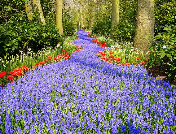 Keukenhof, Lisse