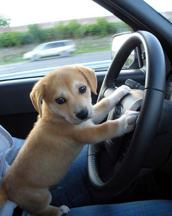 Driving-to-puppy-park-l