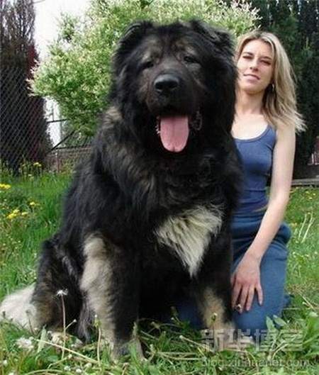 World the in biggest dogs