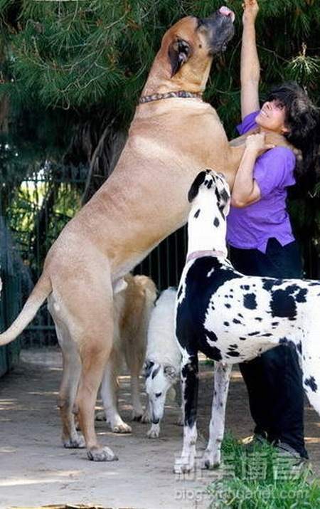 Biggest Dogs In The World | World inside pictures