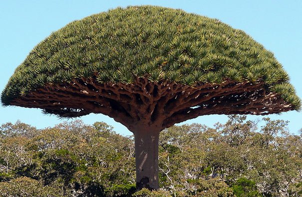 amazing-places-socotra-1