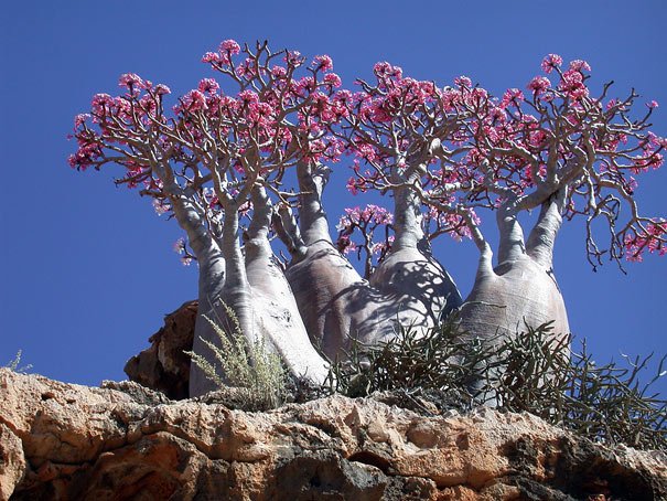 amazing-places-socotra-2