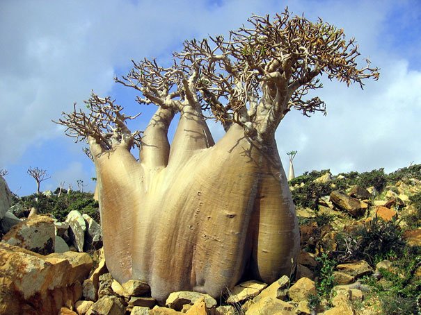 amazing-places-socotra-3