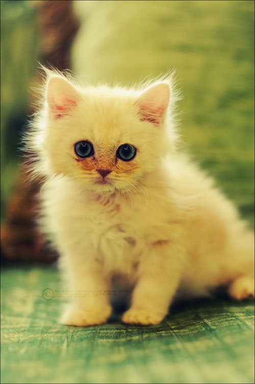 cute_cat_by_SilentPain0