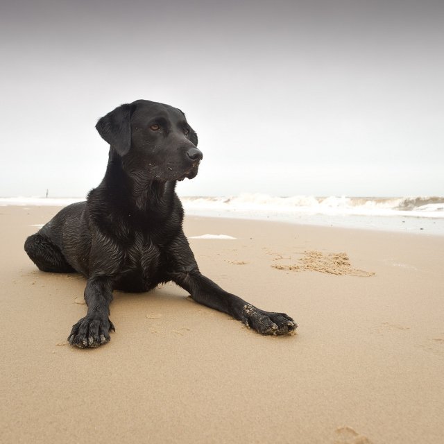 beautiful black dogs pic