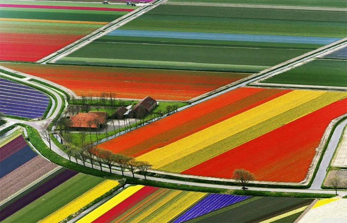 tulip-fields-amsterdam(1)