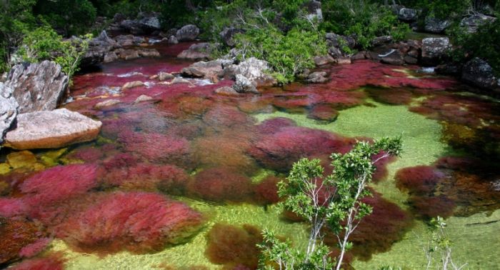 cano-cristales-aka-the-river-of-five-colors_700x378_8b42