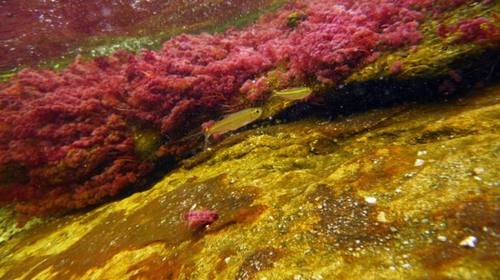cano-cristales-aka-the-river-of-five-colors_700x393_48d6