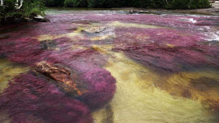 cano-cristales-aka-the-river-of-five-colors_700x393_85a4