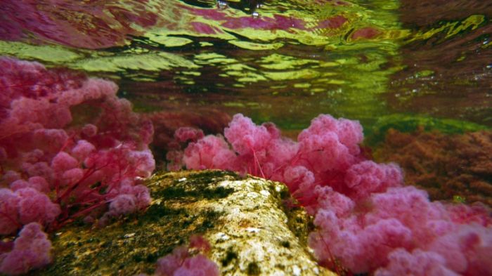 cano-cristales-aka-the-river-of-five-colors_700x393_942e