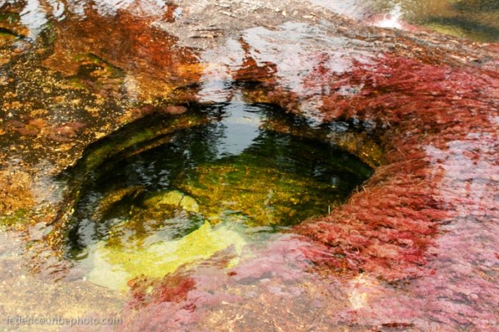 cano-cristales-aka-the-river-of-five-colors_700x466_4488