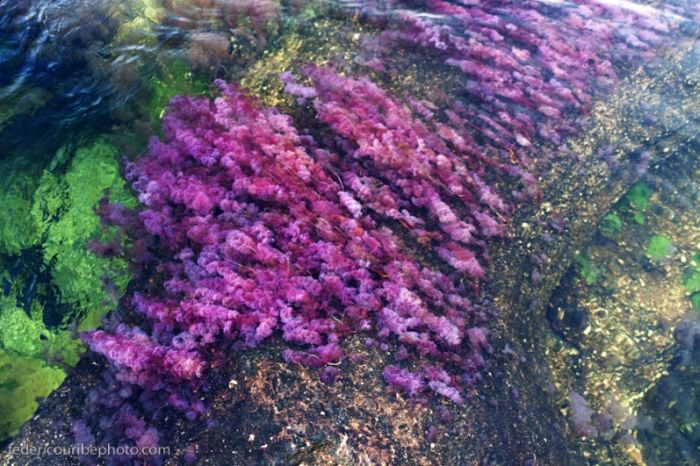 cano-cristales-aka-the-river-of-five-colors_700x466_49c8