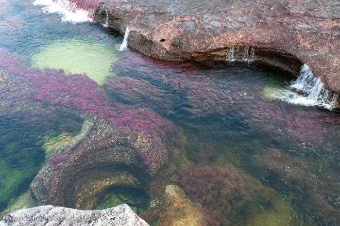 cano-cristales-aka-the-river-of-five-colors_700x466_add8