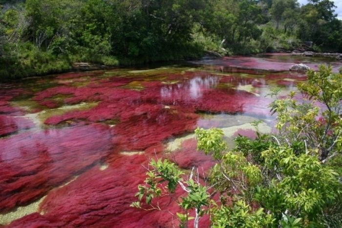 cano-cristales-aka-the-river-of-five-colors_700x467_ccaa
