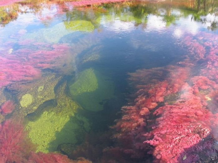 cano-cristales-aka-the-river-of-five-colors_700x525_3a95