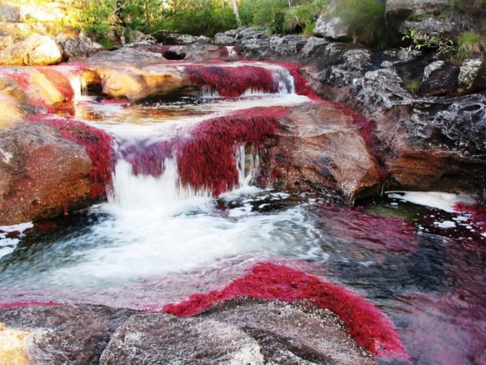 cano-cristales-aka-the-river-of-five-colors_700x525_a40c
