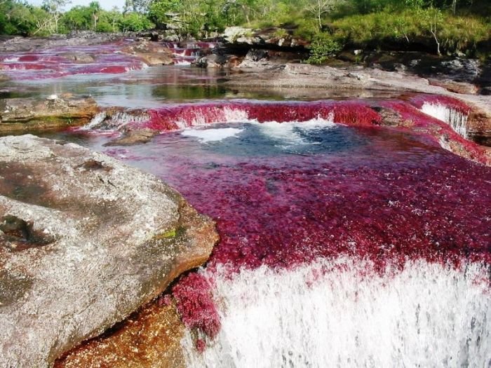 cano-cristales-aka-the-river-of-five-colors_700x525_ce9f
