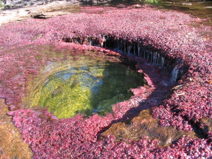 cano-cristales-najr-04