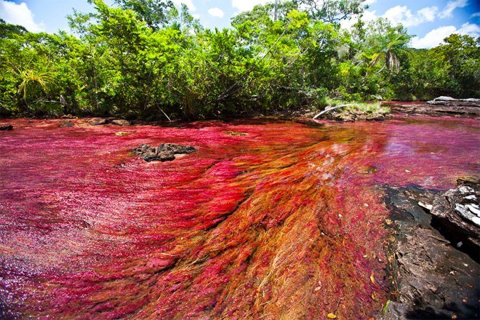 cano-cristales-najr-35