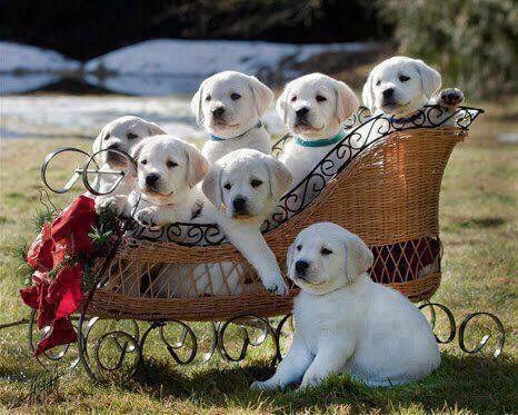 lovely puppies 