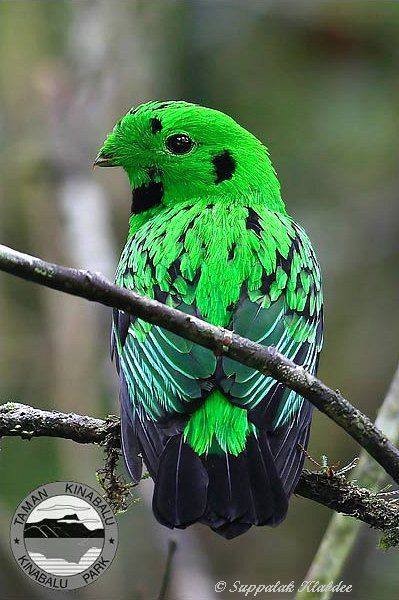 green bird photo