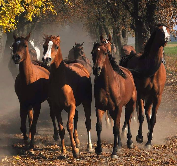 horses wallpaper