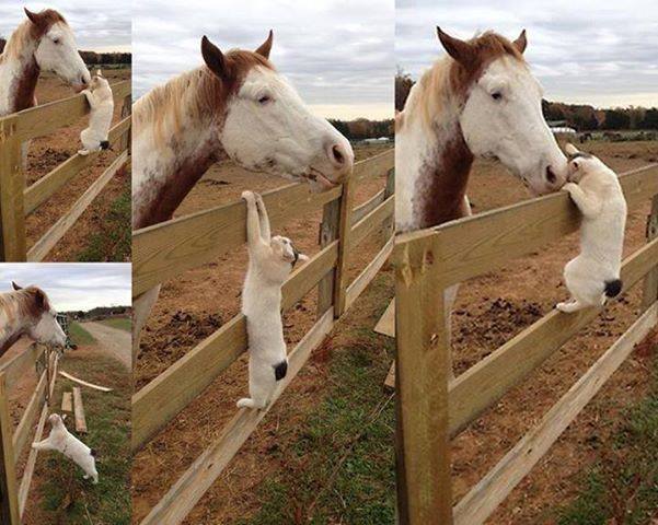 funny cat and horse