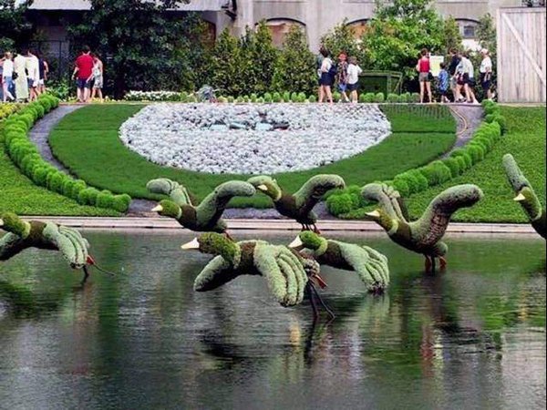 Geese_Bushes
