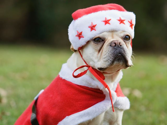 19 Funny Pictures of Christmas animals - World inside pictures