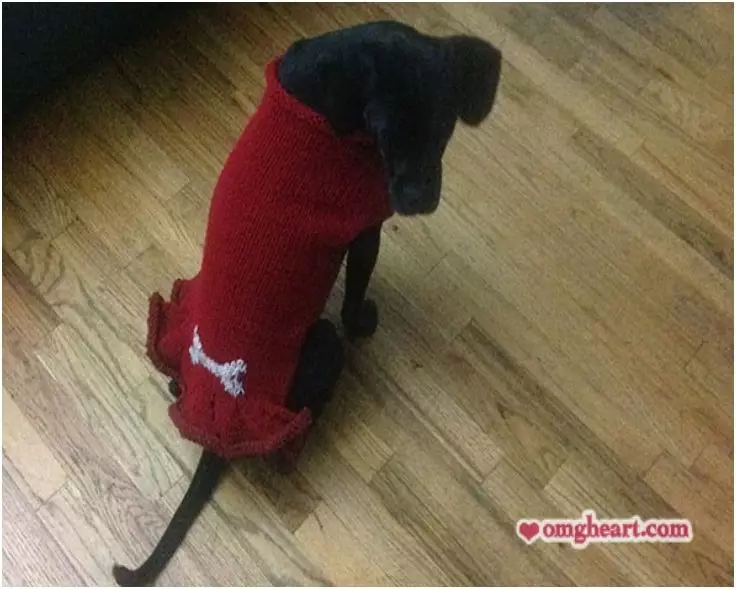 how to make a diy dog sweater