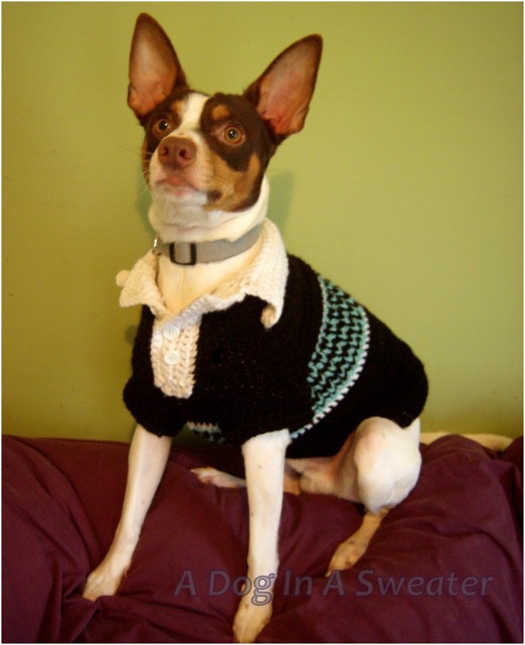 diy crochet dog sweater