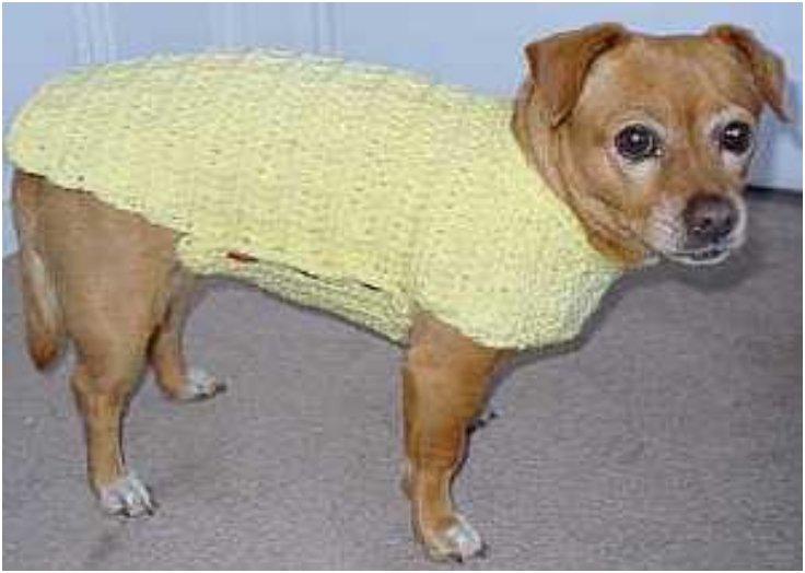 DIY dog crochet sweater pattern