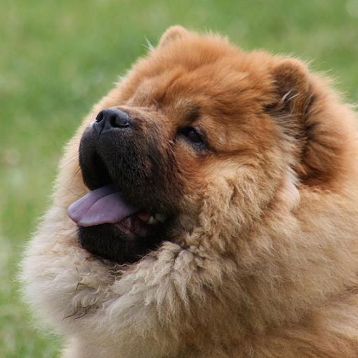 top ten most expensive dog breeds in the world