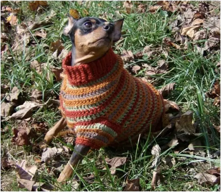 diy knit dog sweater