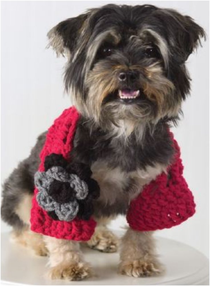 diy knit dog sweater