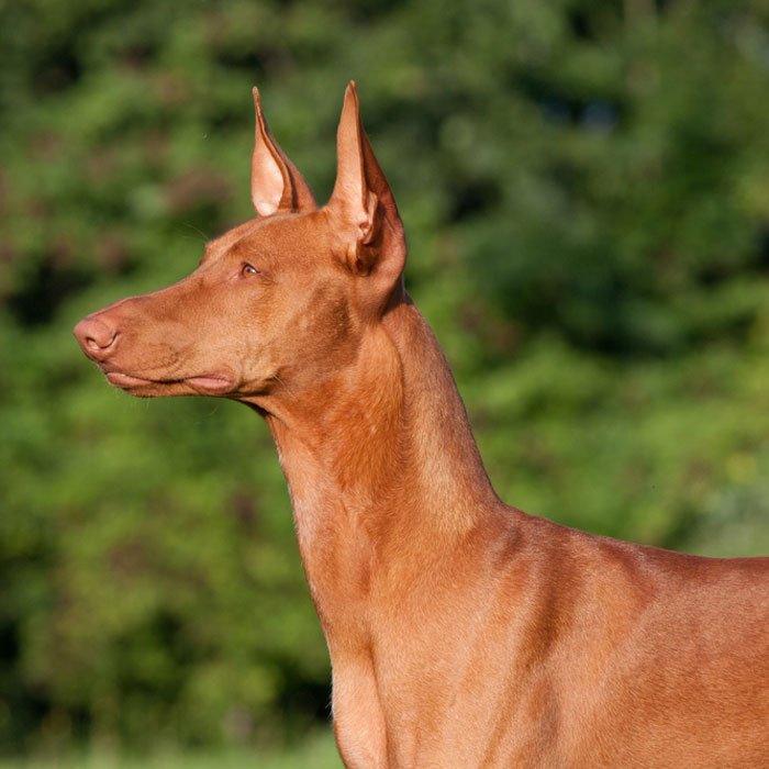 Top 10 Most Expensive Dog Breeds In The World World inside pictures