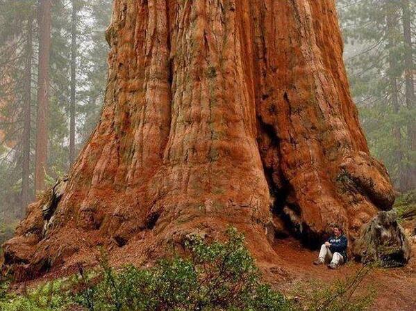 General Sherman Tree. The largest in the world