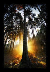 18 Naturally Beautiful Photos of Trees - World inside pictures