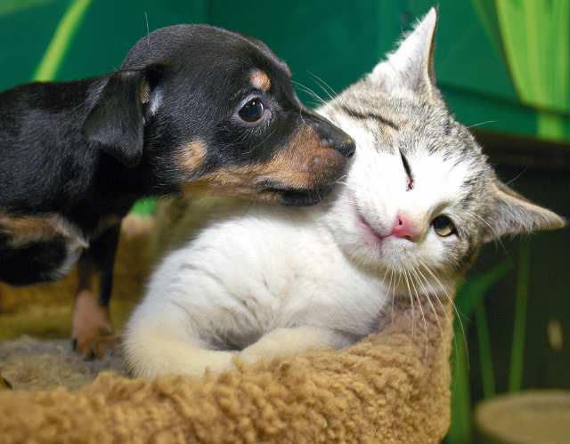 cat and dog friends