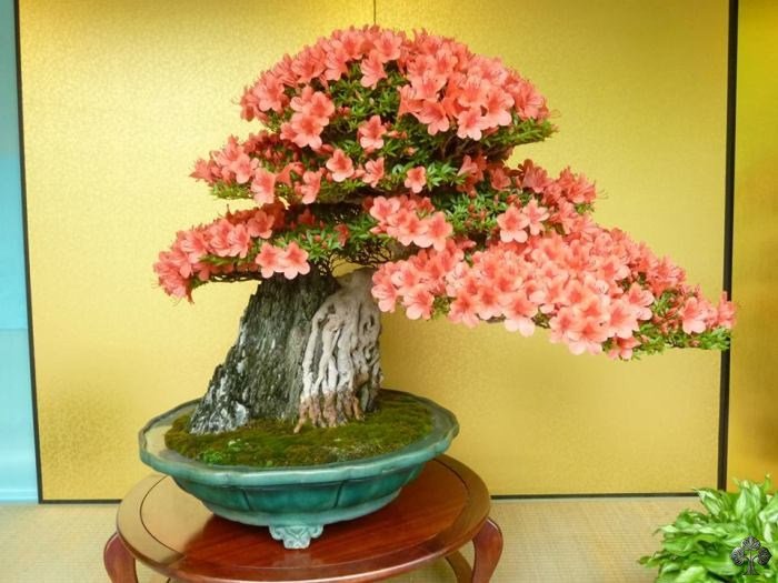 Useful Tips How to Care For a Lovely and Precious Bonsai Tree World