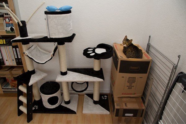 cat-sit-box-cat-gym