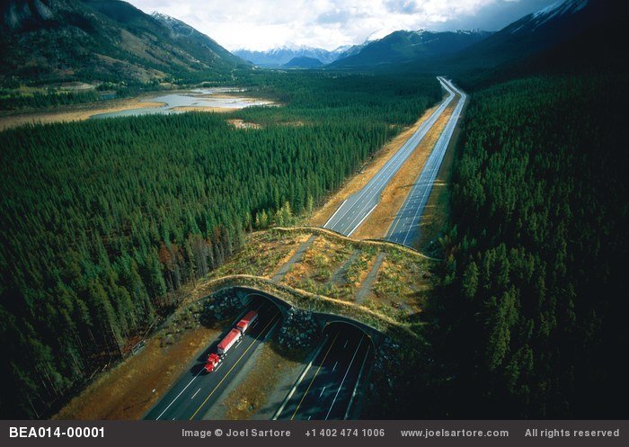 An overpass for wildlife (including bears) was built over this busy highway near Banff, Canada. (Image ID: BEA014-00001)