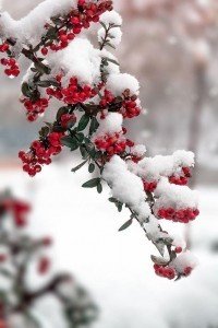 Winter Pictures That Will Take Your Breath Away